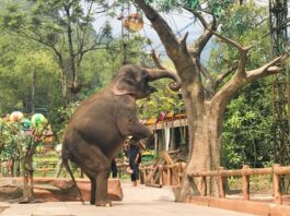 atraksi satwa gajah di taman safari cisarua