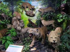 Cats of the World di Rahmat International Wildlife Museum & Gallery Medan Sumatera Utara - Adi Putra