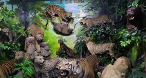 Cats of the World di Rahmat International Wildlife Museum & Gallery Medan Sumatera Utara - Adi Putra