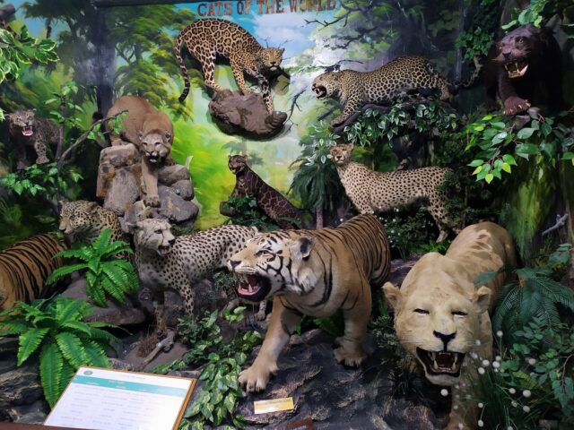 Cats of the World di Rahmat International Wildlife Museum & Gallery Medan Sumatera Utara - Adi Putra