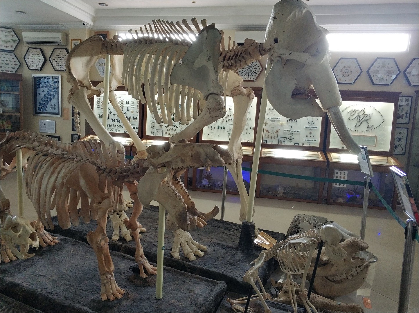 Kerangka satwa asli indonesia di Rahmat International Wildlife Museum & Gallery