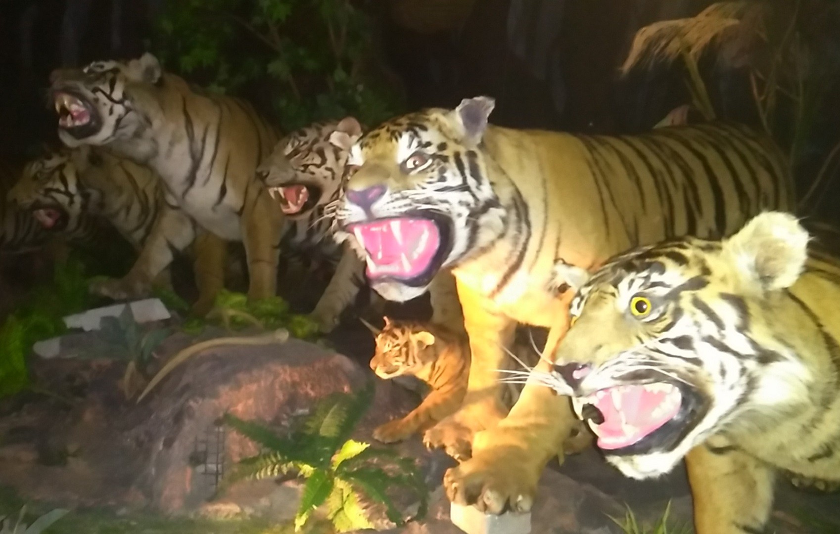 Night safari di Rahmat International Wildlife Museum & Gallery Medan Sumatera Utara - T Alidrus