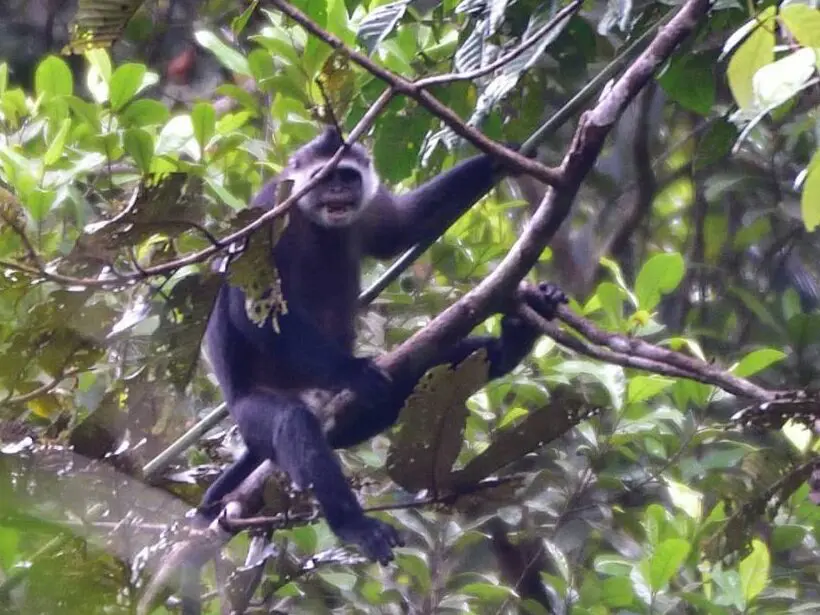 Primata endemik pulau Siberut