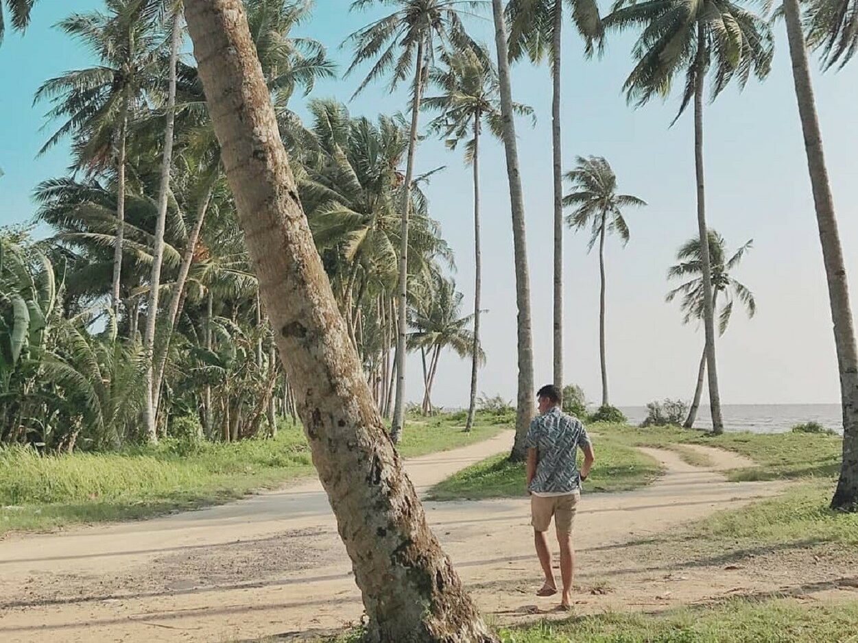 area pantai yang dipenuhi pohon kelapa