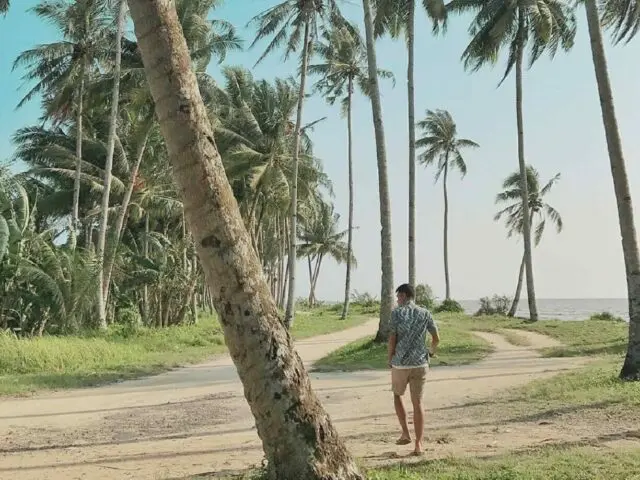 area pantai kijing yang ditumbuhi banyak pohon kelapa