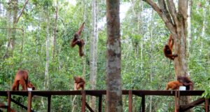 Habitat orangutan di Taman Nasional Tanjung Puting