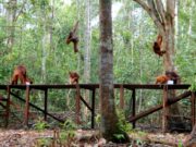 Habitat orangutan di Taman Nasional Tanjung Puting