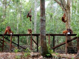 Habitat orangutan di Taman Nasional Tanjung Puting