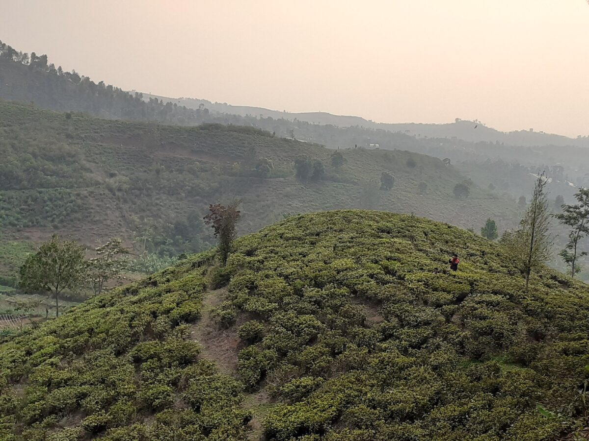 Pemandangan Kebun Teh di bawah Bukit Senyum