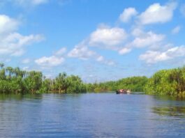 Sungai yang mengalir di taman nasional sebangau