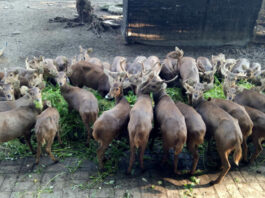 menyaksikan rusa yang sedang makan