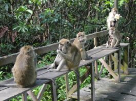 Monyet-monyet jenaka sedang berkeliaran