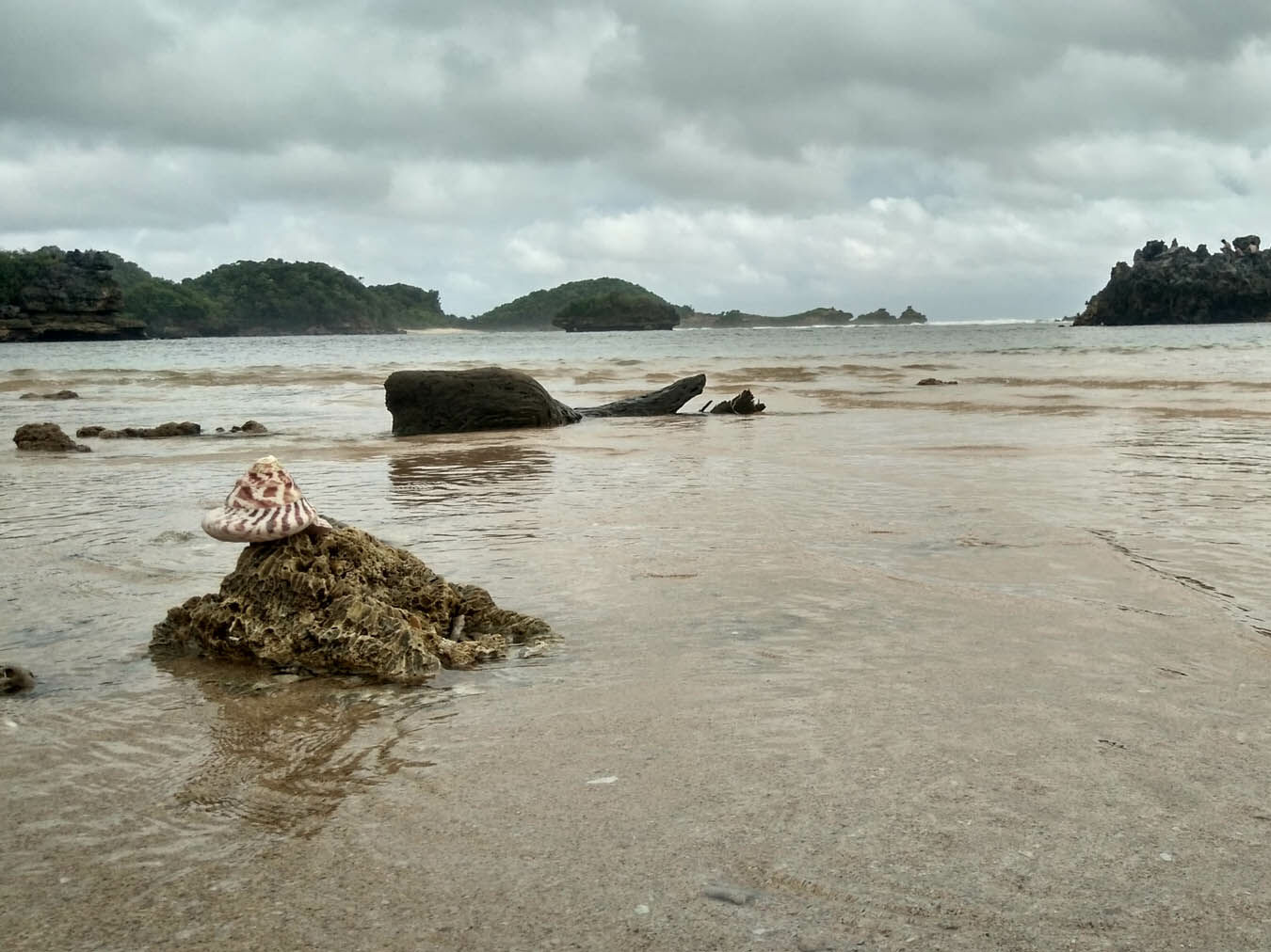 biota laut yang terdampar di pantai kondang merak
