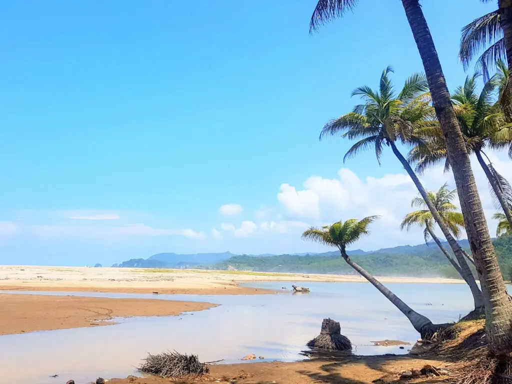 Pemandangan eksotis tepi pantai dengan pohon kelapa