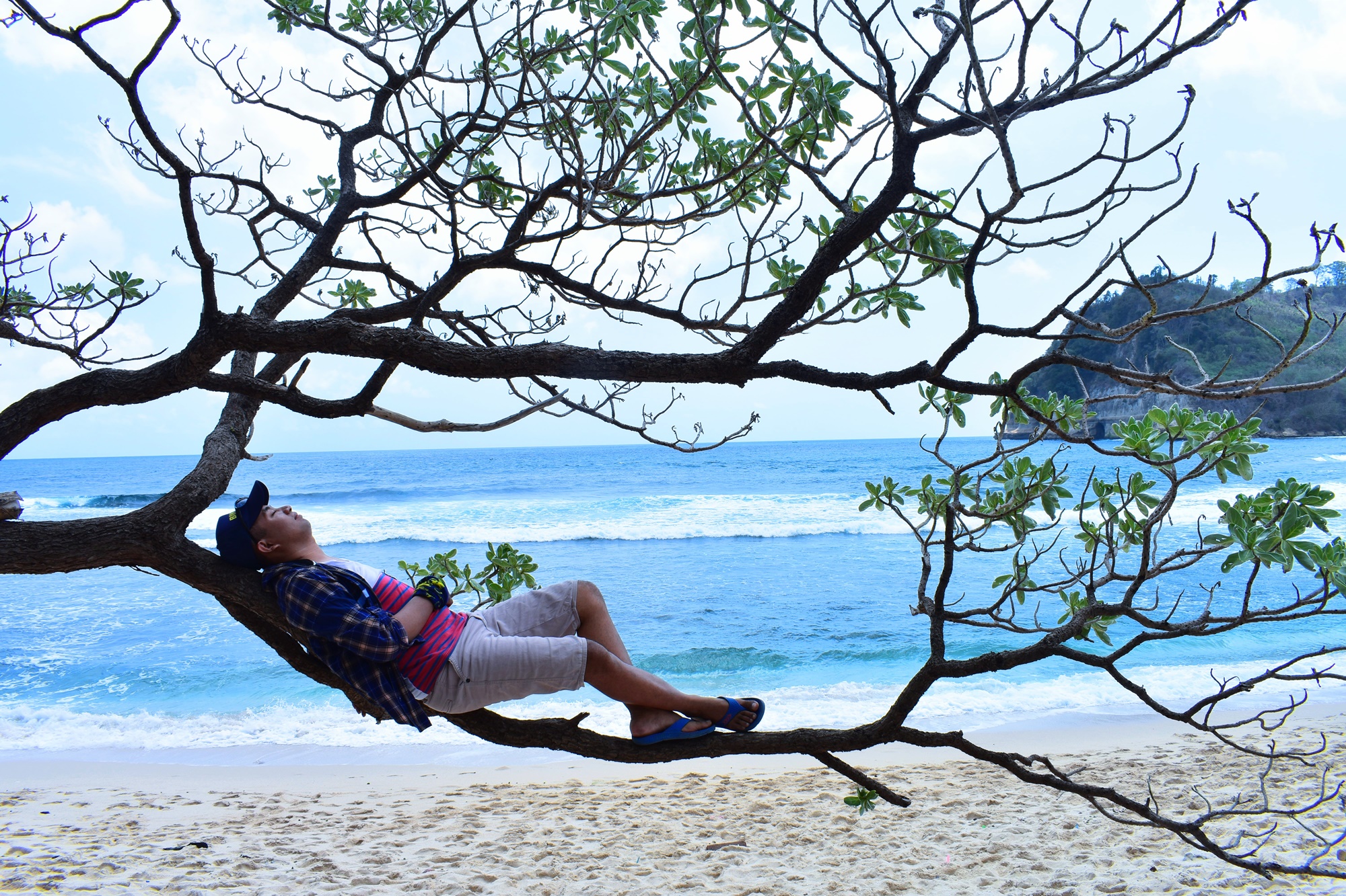 wisatawan menghabiskan waktu dengan bersantai di salah satu cabang pohon akasia