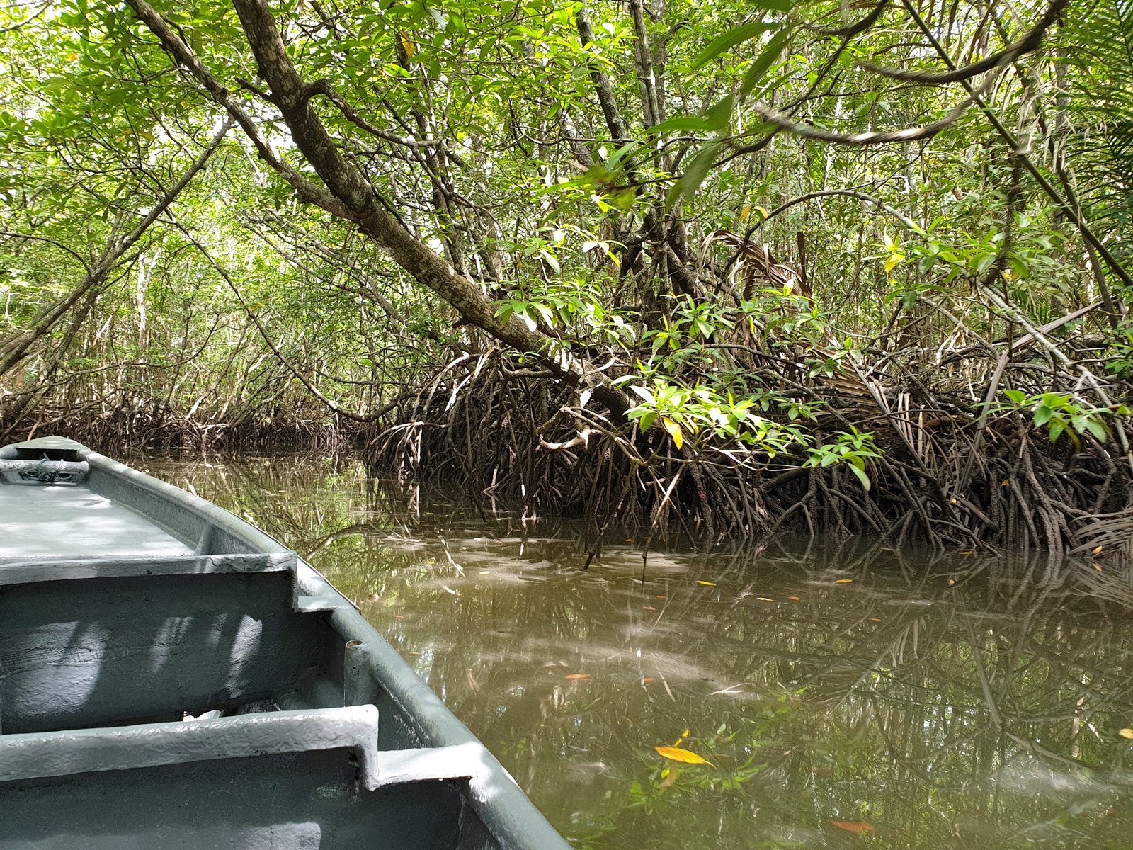 menaiki perahu menyusuri hutan mangrove Pulau Bintan