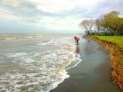 wisatawan sedang bermain di tepi pantai muara gembong