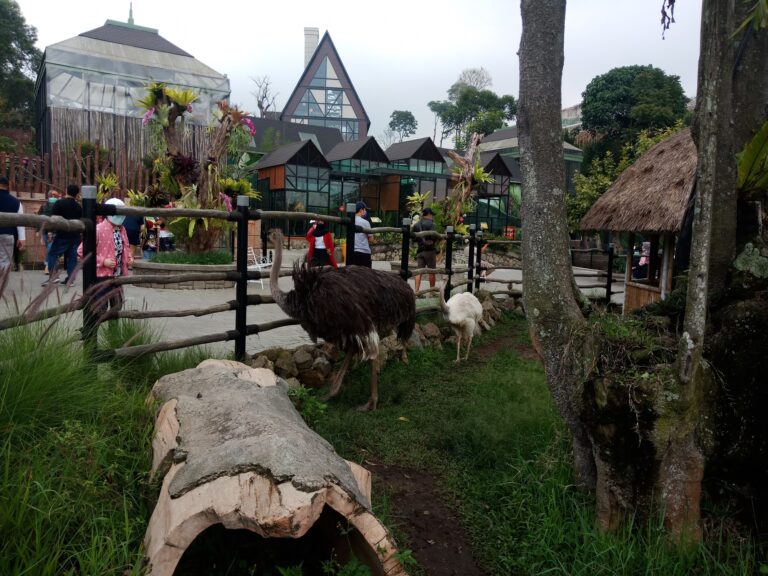 Gambar Wisatawan sedang Menyaksikan Hewan