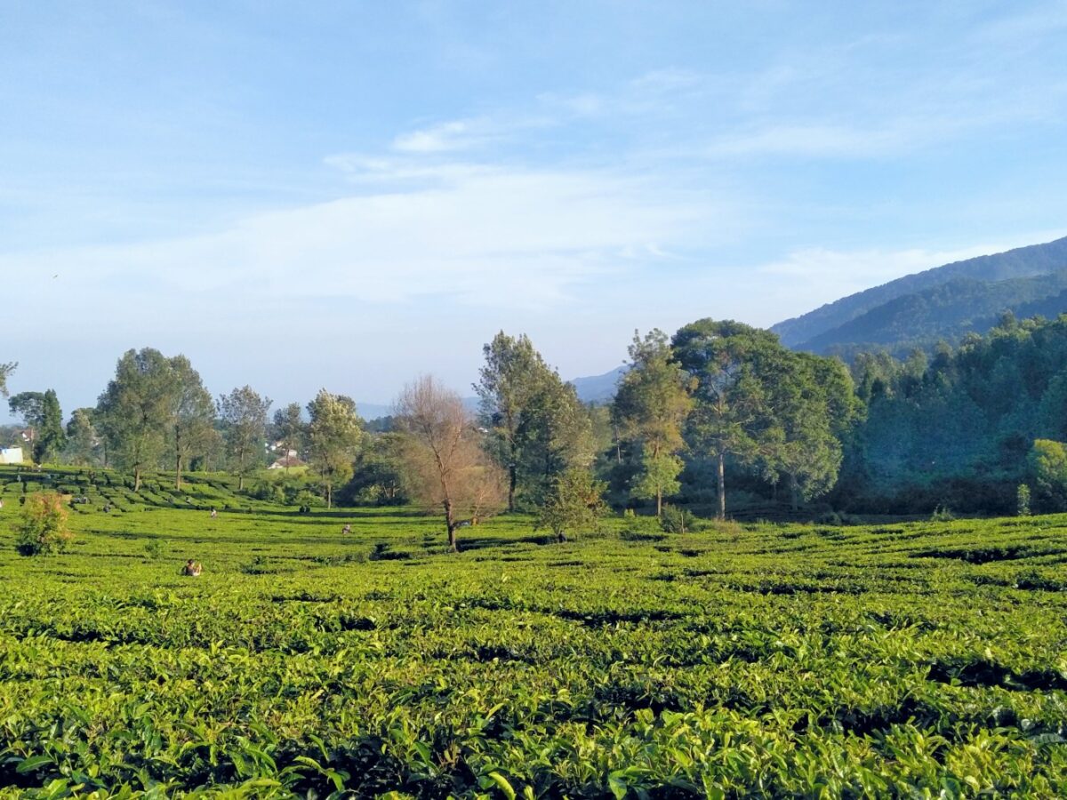 hijaunya perkebunan teh di riung gunung