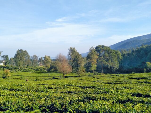 hijaunya perkebunan teh di riung gunung