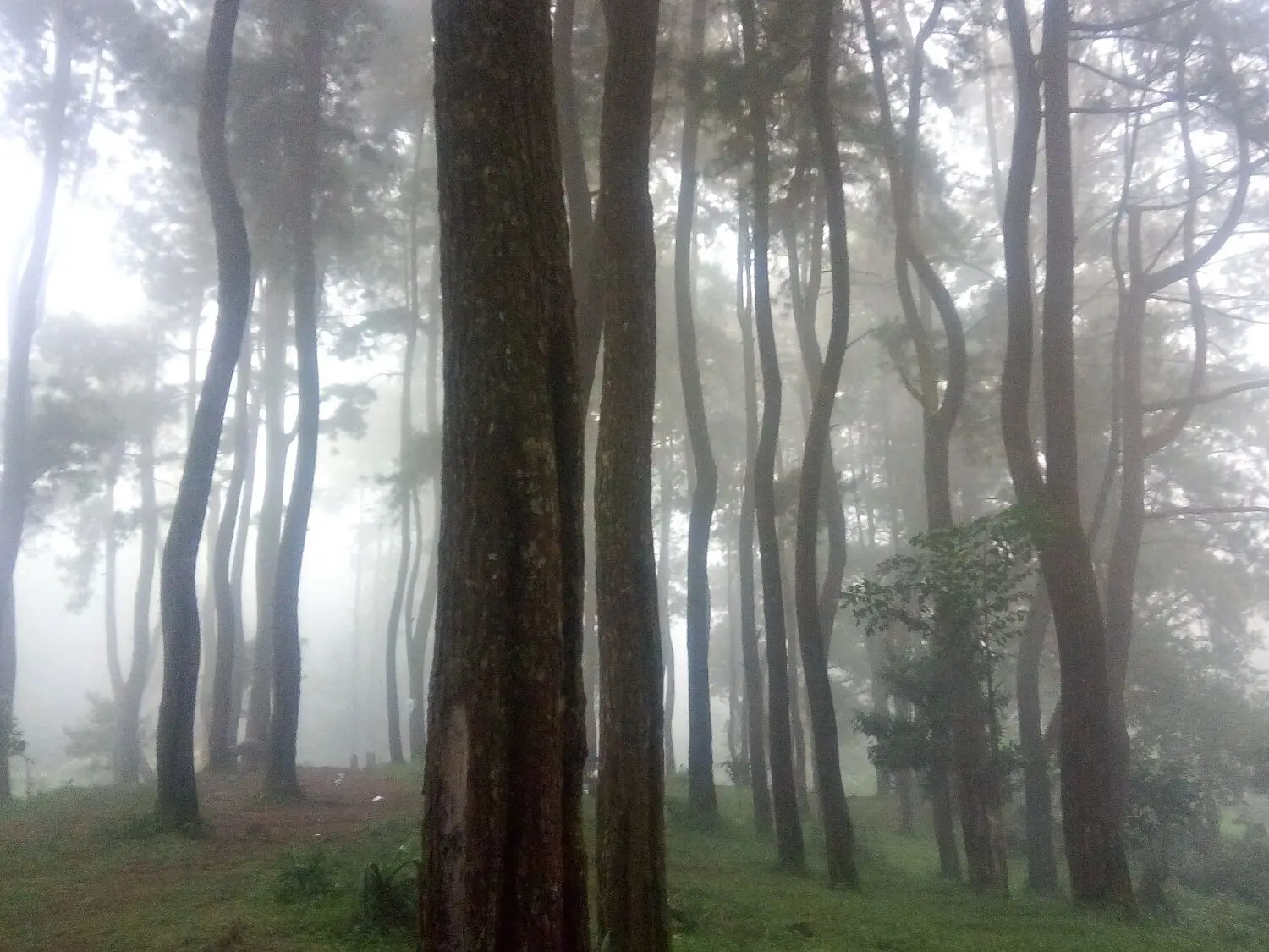Area hutan pinus sekitar curug ciputri