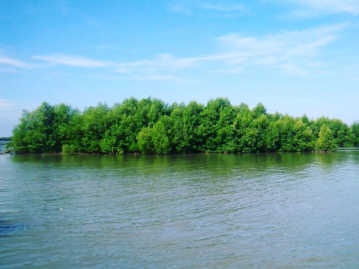 area hutan mangrove di sekitar pantai muara gembong