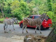 berkeliling taman safari bogor menggunakan mobil