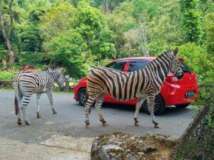 berkeliling taman safari bogor menggunakan mobil