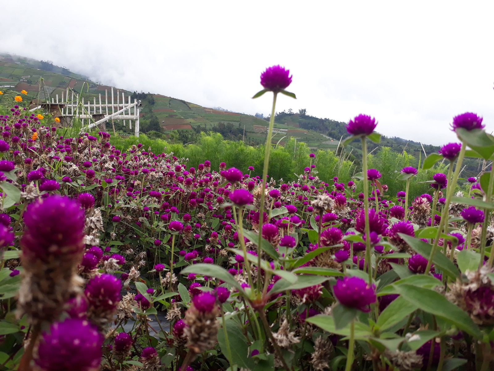 Bunga-bunga indah yang tumbuh di kebun Silancur Highland