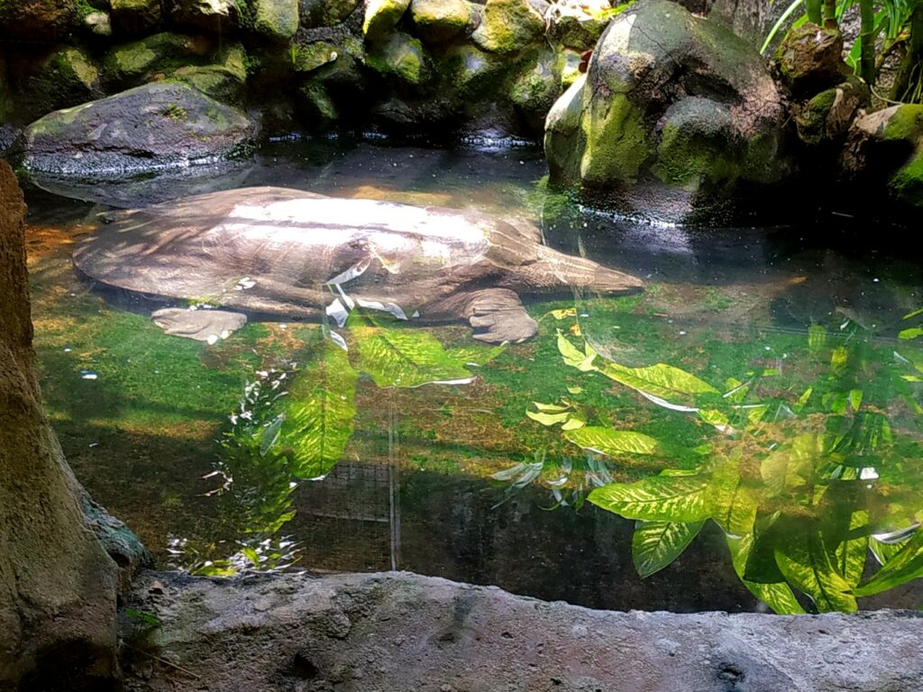 Kura-kura di Kebun Binatang Ragunan
