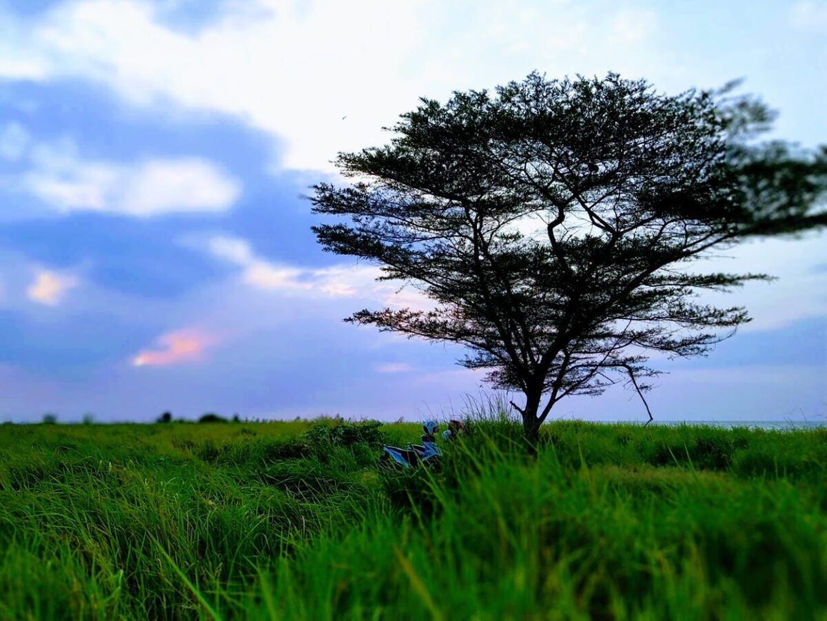 Pohon yang menjadi ciri khas Pantai Baruna