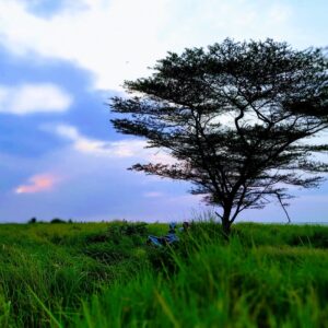 Pohon yang menjadi ciri khas Pantai Baruna