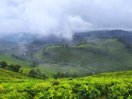 suasana saat kabut mulai turun di kawasan Kaligua