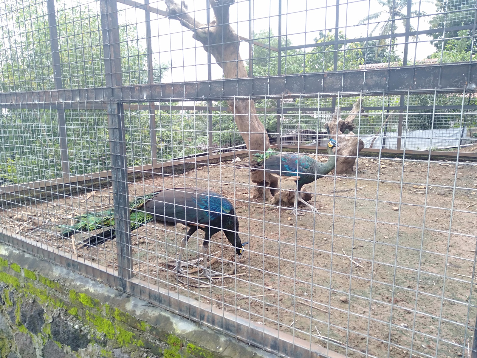 salah satu koleksi unggas yang ada yaitu burung merak di kebun binatang mini taman gunung madu