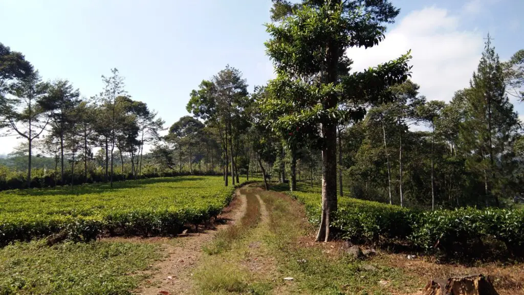 Jalan yang membentang di area kebun teh