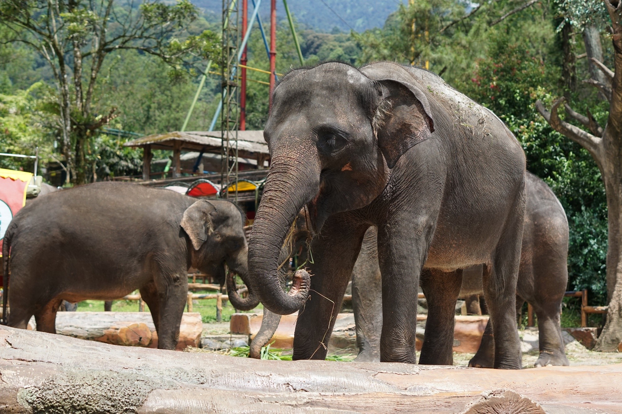 Taman Safari Indonesia Tempat wisata di Bogor yang paling populer di sini salah satunya bisa melihat Gajah