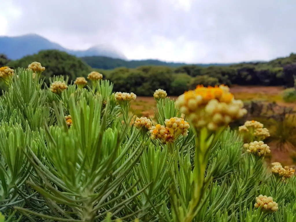 Tumbuhan Edelweiss yang tumbuh subur di kawasan Gunung Papsndayan