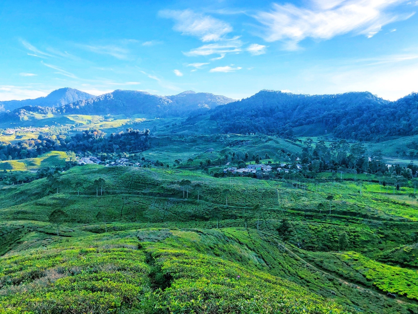 Tempat Wisata Di Bogor bertemakan alam di Kebun teh puncak berlatar pegunungan