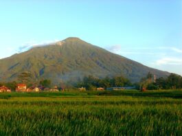 panorama sawah gunung ciremai