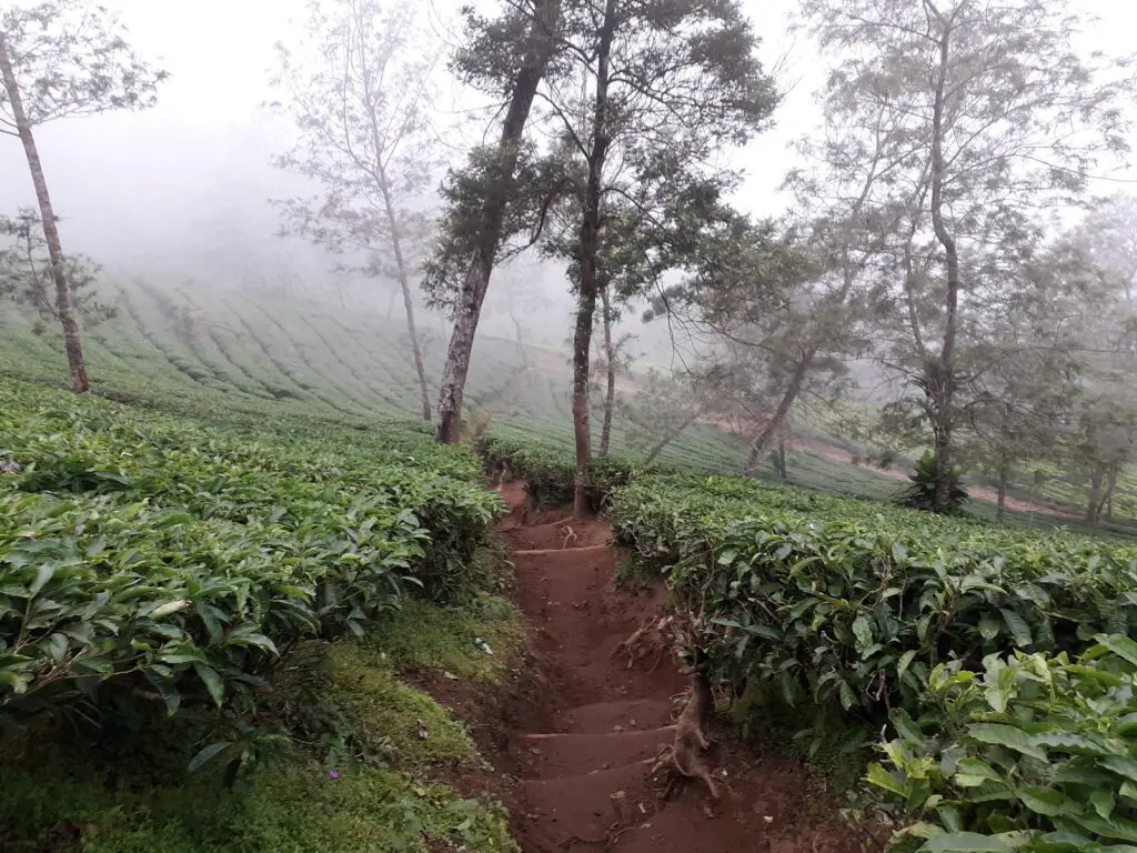 Kabut menyelimuti kawasan kebun teh di kaki Gunung Kembang