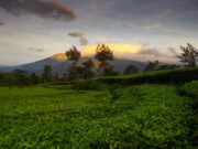 Langit senja di atas Kebun Teh Tambi