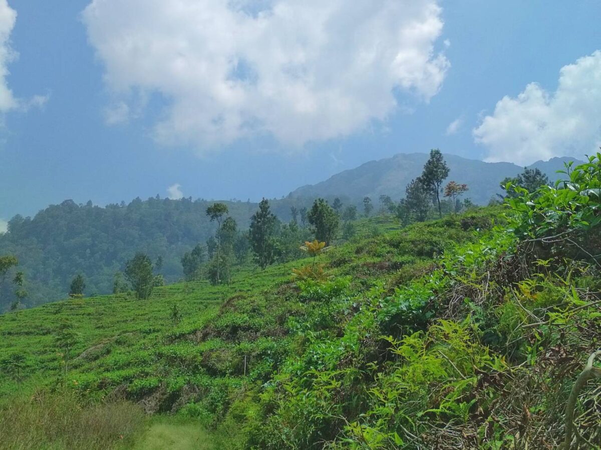 Area perbukitan kebun teh medini