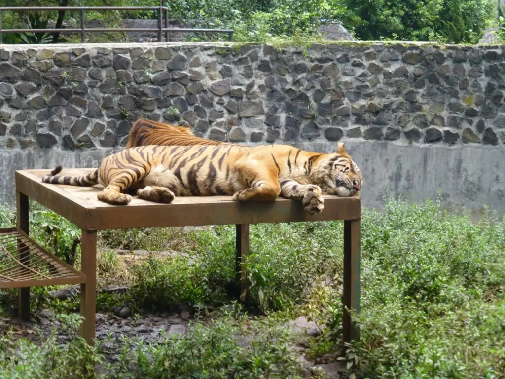 Harimau di Kebun Binatang Bandung