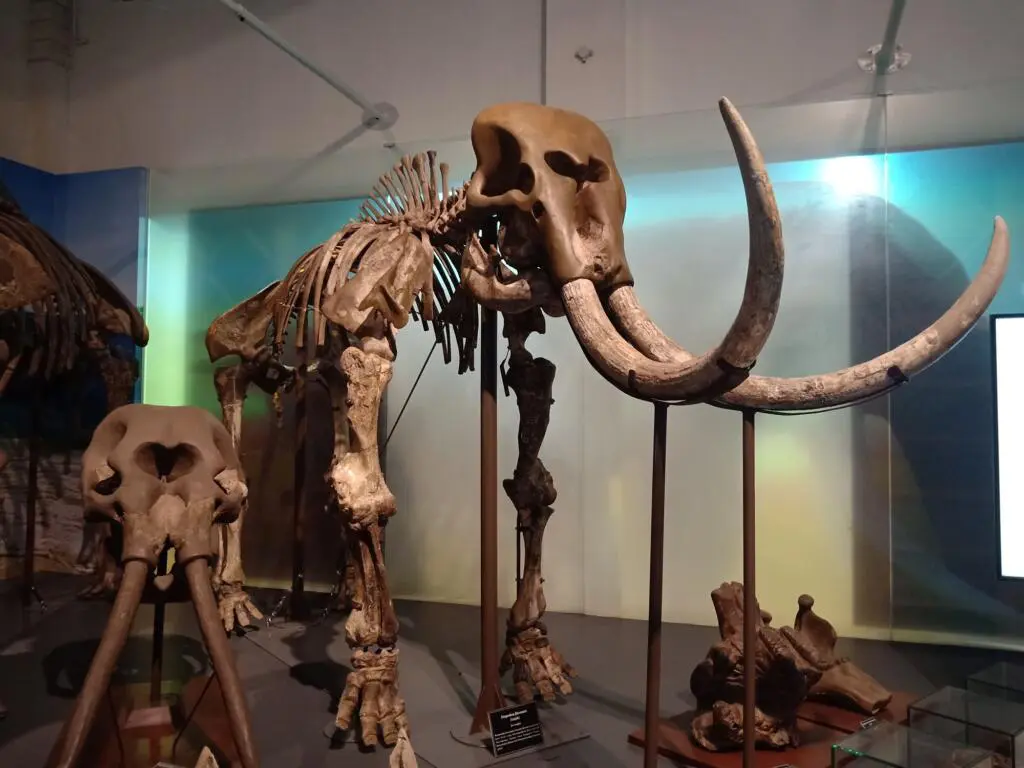 Museum geologi Tempat wisata di Bandung yang menyimpan koleksi kerangka hewan