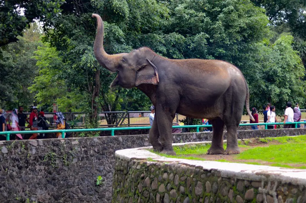 Kebun Binatang Ragunan tempat wisata di Jakarta dengan koleksi puluhan satwa