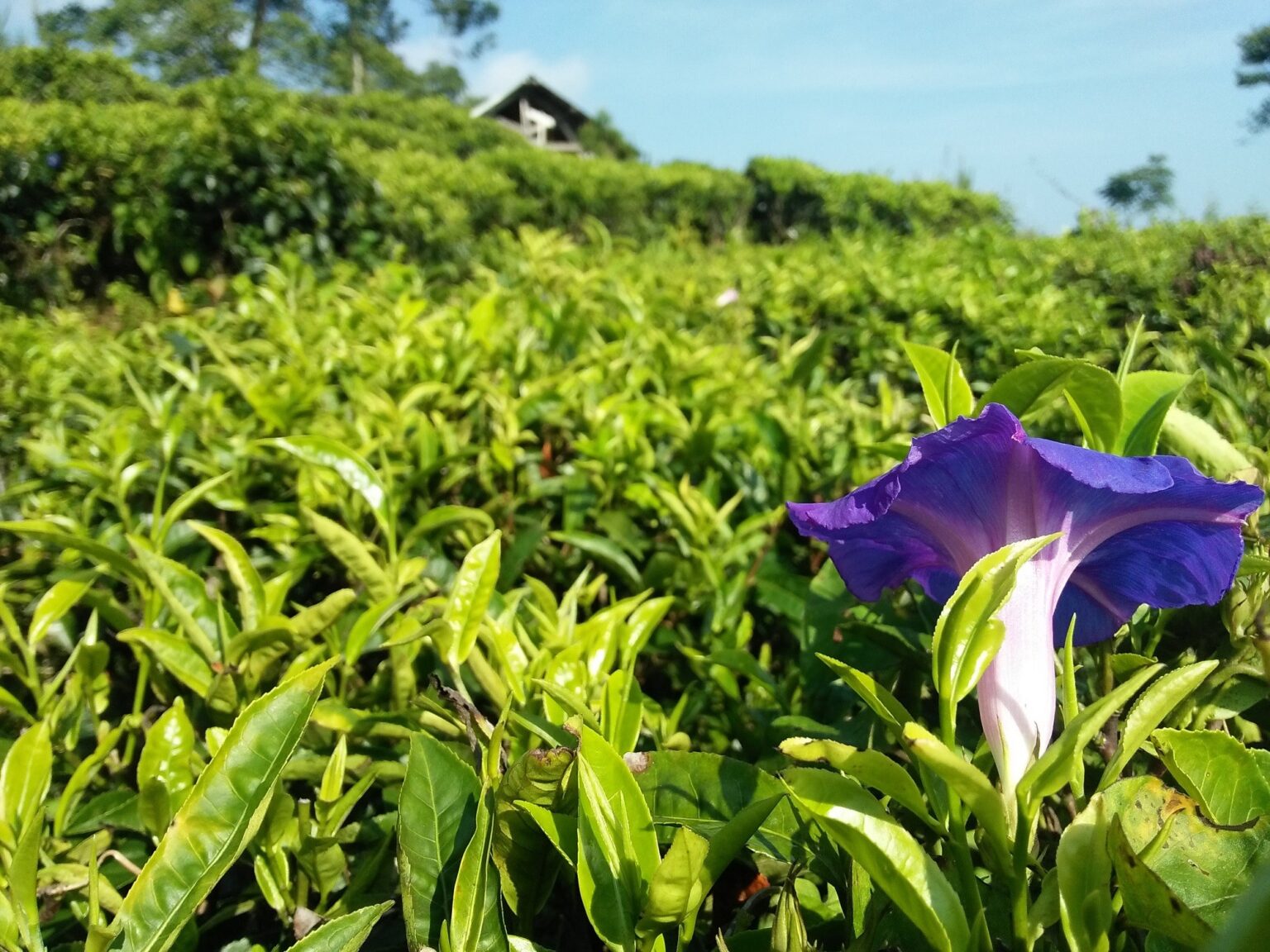 Kebun Teh Medini Semarang
