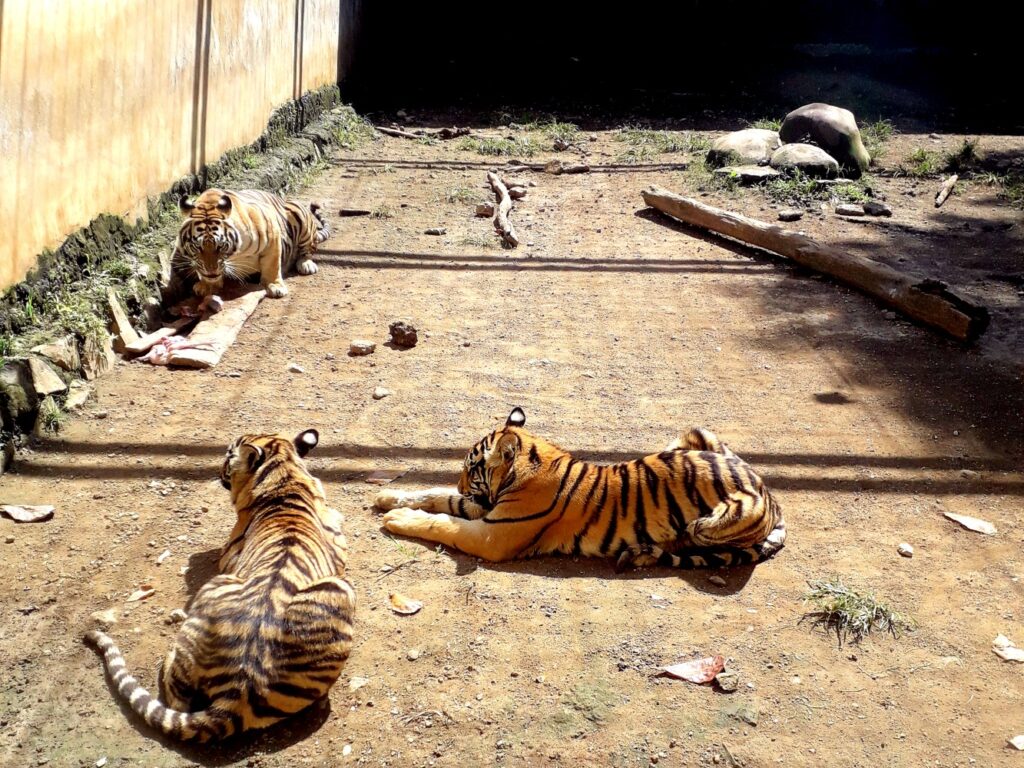 3 ekor harimau di Semarang Zoo