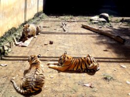 3 ekor harimau di Semarang Zoo