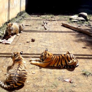 3 ekor harimau di Semarang Zoo
