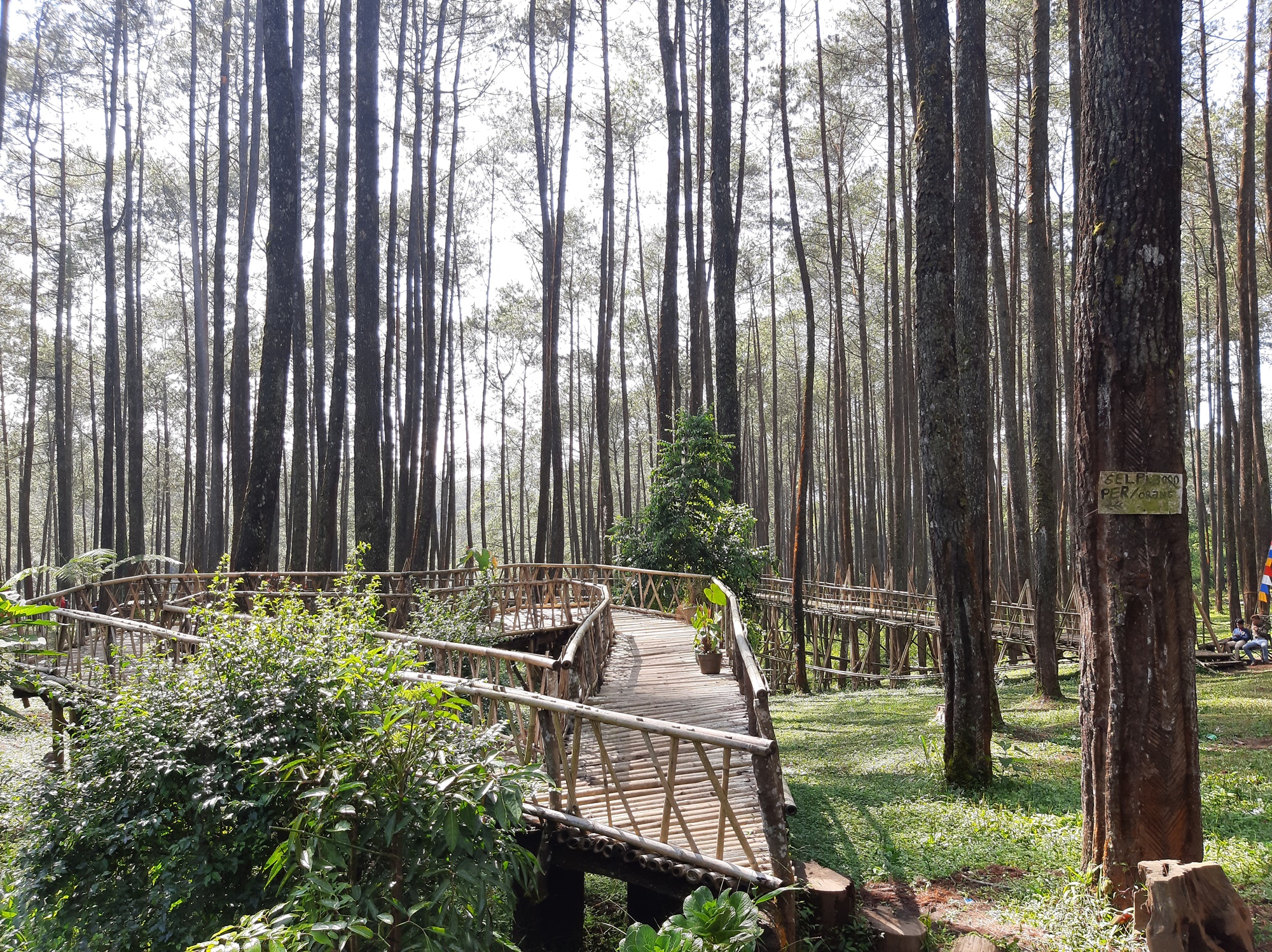 Hutan Pinus Cikole tempat wisata di Bandung berhawa sejuk